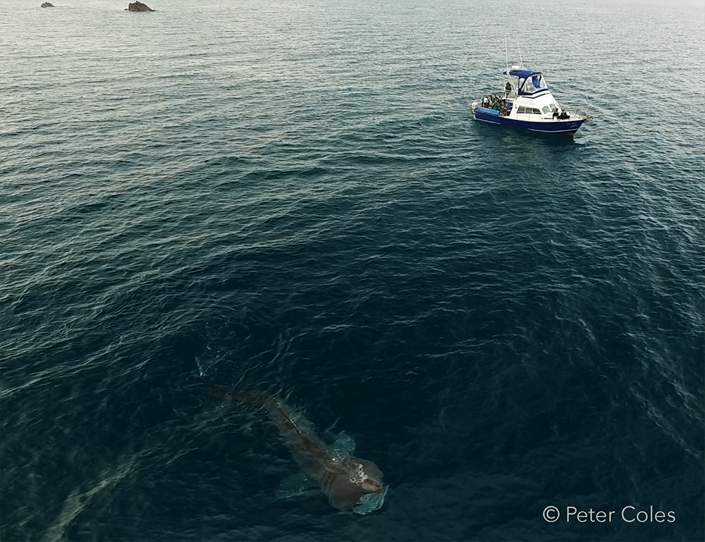 AK Wildlife Cruises, Basking Shark off the Cornish Coast 2016. Photo by Peter Coles