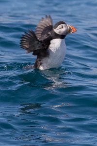 Puffin spotted off the Cornish Coast with AK Wildlife Cruises