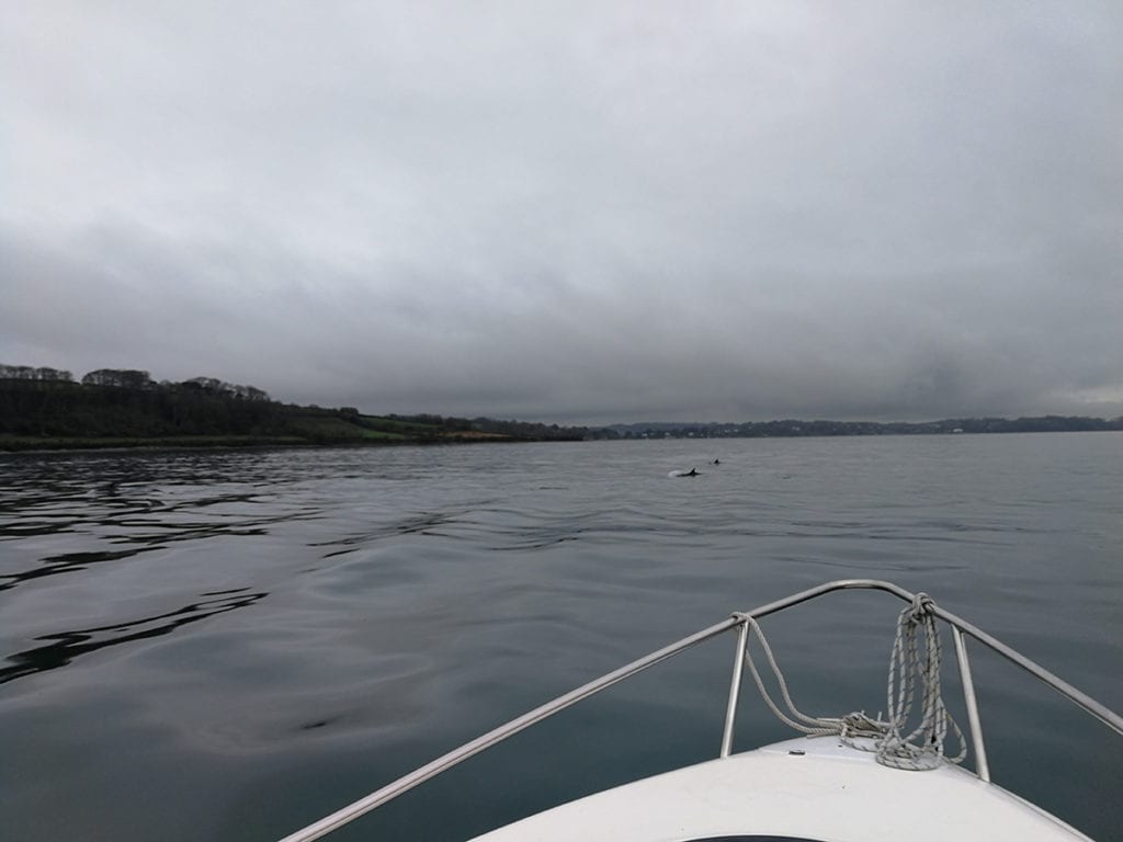 Suzuki DF115A sea trial at Mylor has company from a pod of Dolphins