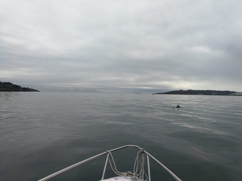 Dolphins in the Carrick Roads