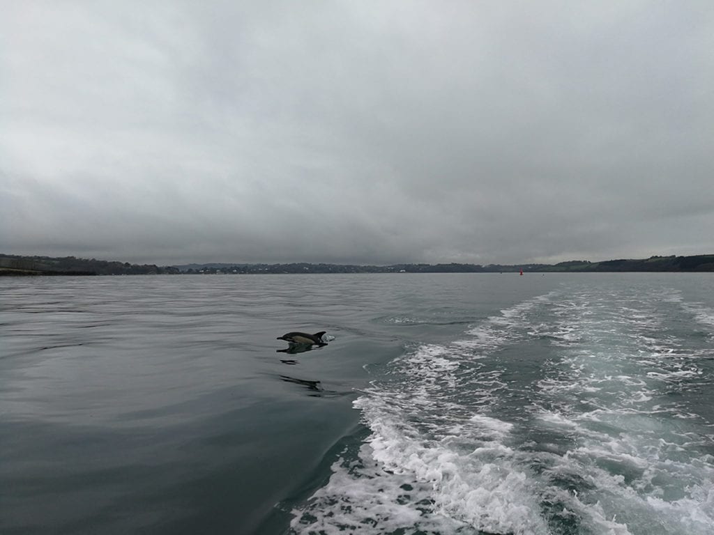 Dolphins at Mylor Yacht Harbour